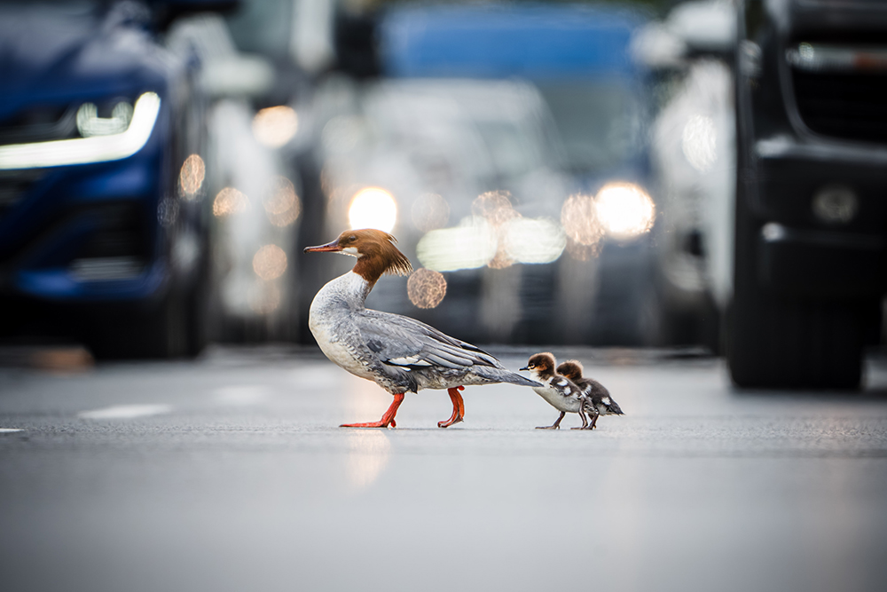 The awarded photo “School bus”. Mergansers leading their young across Wisłostrada. Warsaw 2024