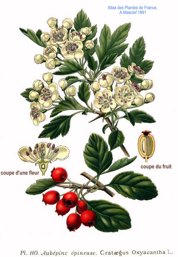 Crataegus oxyacantha L.
