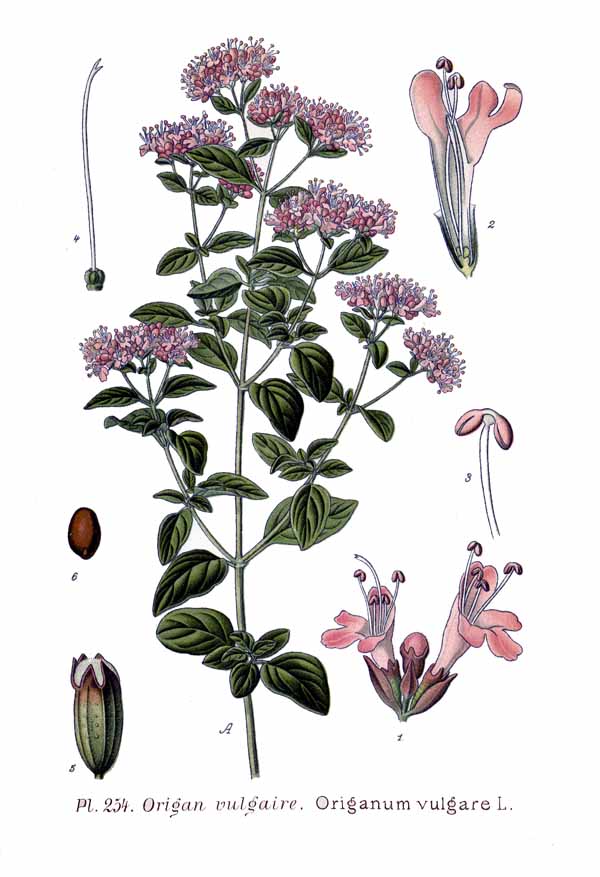 Origanum_vulgare_L