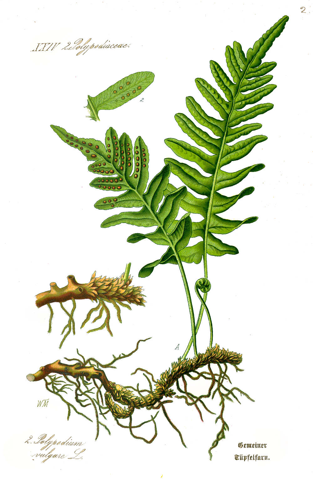 rysunek paproci