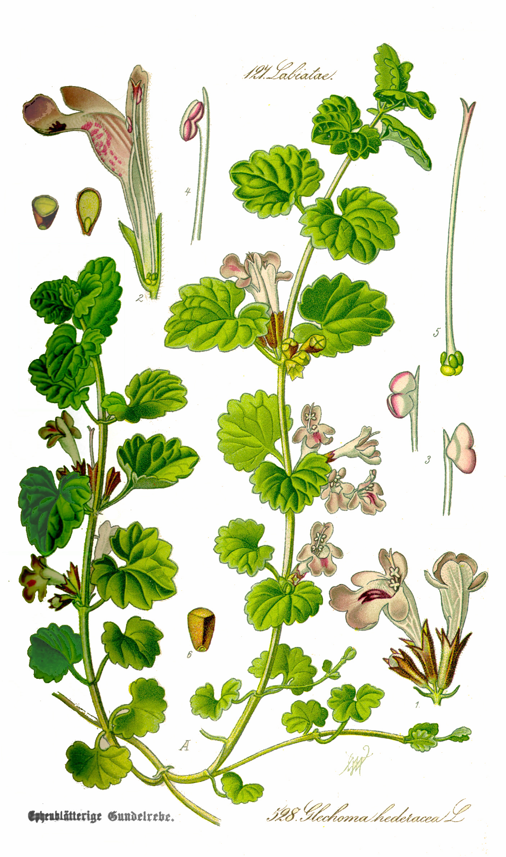 rysunek kurdybanka
