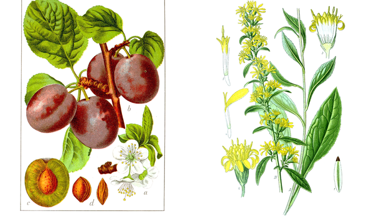 rysunek śliwki i nawłoci