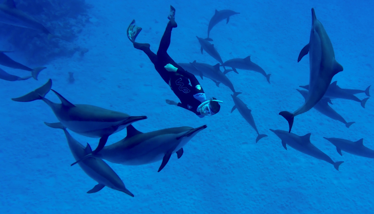 zdjęcie nurka w wodzie z delfinami