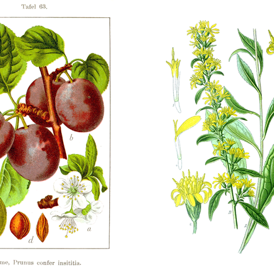 rysunek śliwki i nawłoci