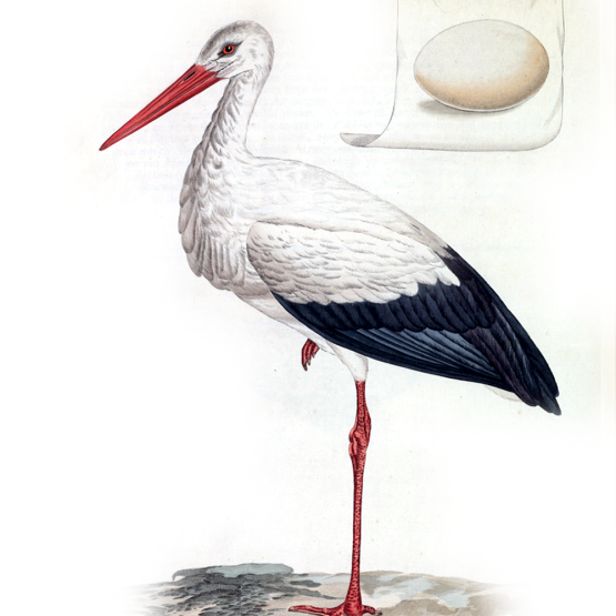 rysunek bociana i jajo 