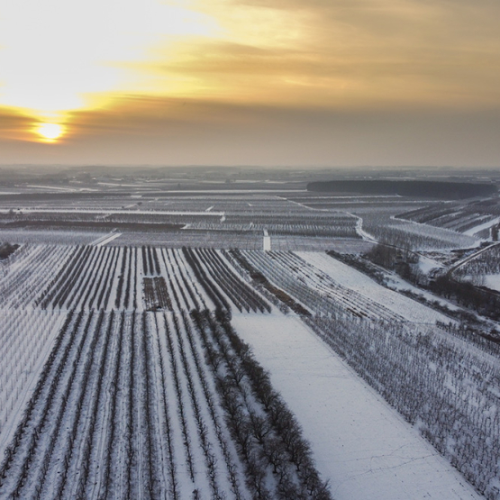 pole zima przy wschodzie słońca