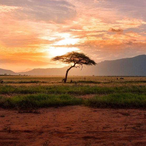 widok drzewa na tle zachodzącego słońca w Afryce