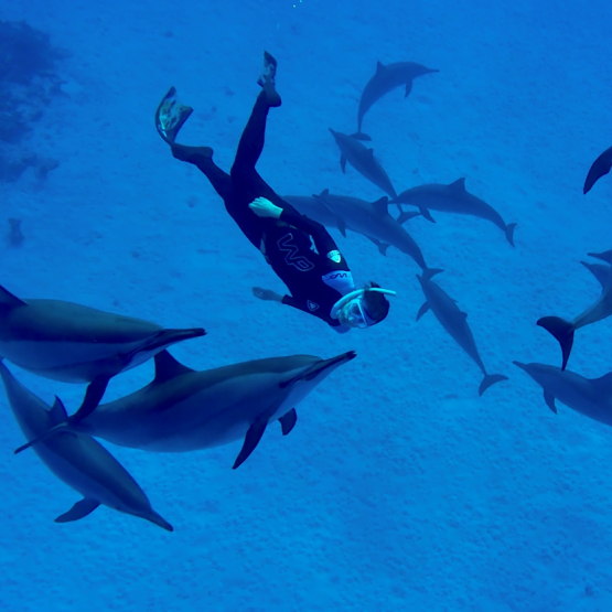 zdjęcie nurka w wodzie z delfinami