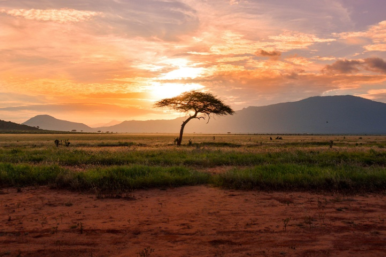 widok drzewa na tle zachodzącego słońca w Afryce