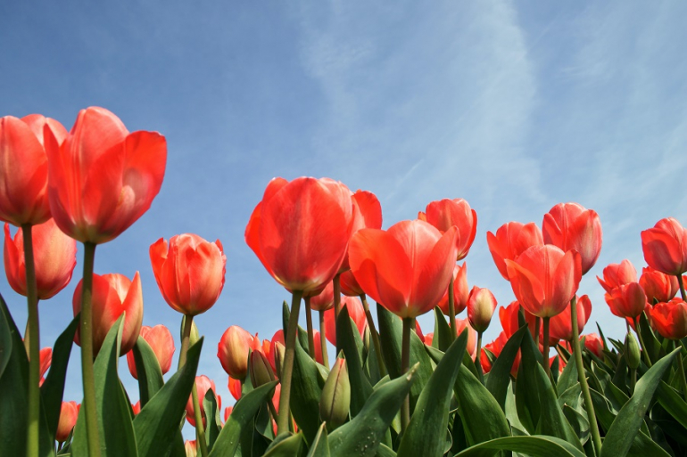 kwitnące czerwony tulipany na polu