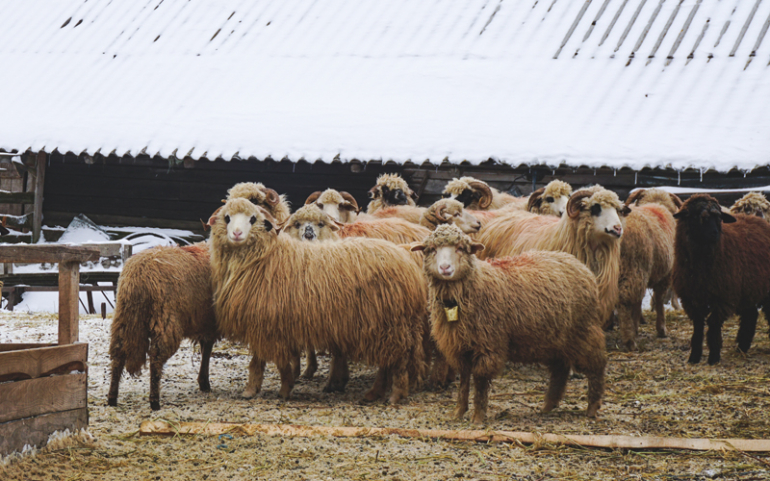 zbliżenie wełnistych owiec w pobliżu szopy zimą [<a href="https://pl.freepik.com/darmowe-zdjecie/zblizenie-welnistych-owiec-w-poblizu-szopy-zima_11061831.htm#query=rolnictwo%20zim%C4%85&position=47&from_view=search&track=sph">Obraz autorstwa wirestock</a> na Freepik]