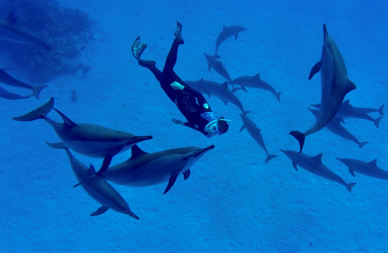 zdjęcie nurka w wodzie z delfinami